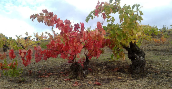 Calporrera-verema-Tardor-a-la-vinya