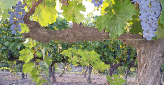 Calporrera-verema-Verema-cabernet